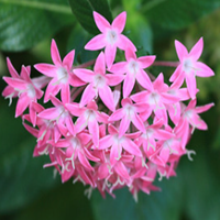 花の写真